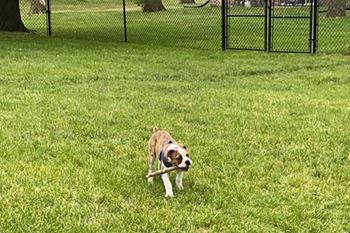 Dog park